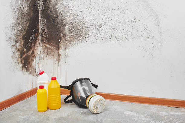Best Certified Mold Removal  in Huntington, TX