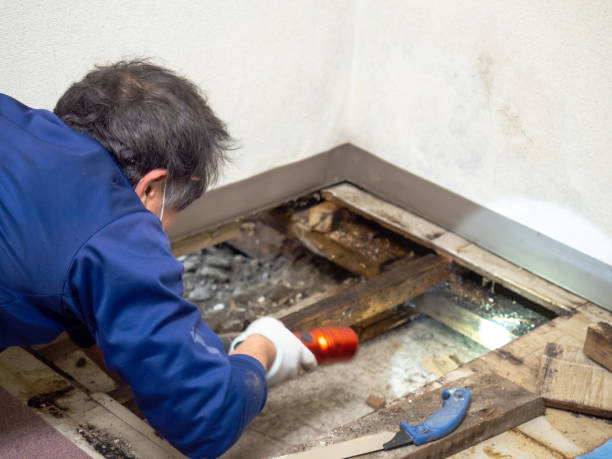 Best Same-Day Mold Removal  in Huntington, TX