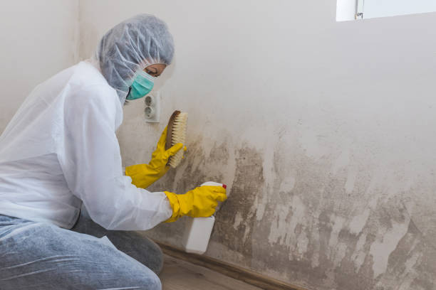 Best Home Mold Removal  in Huntington, TX