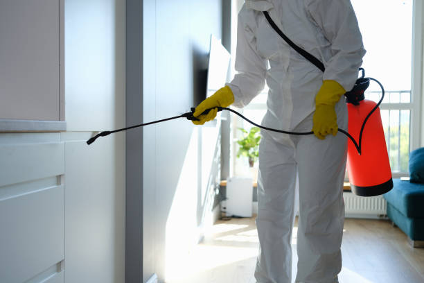Best Commercial Mold Removal  in Huntington, TX