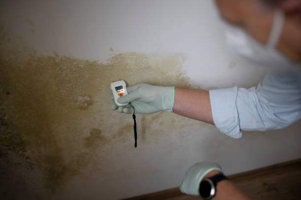 Trusted Huntington, TX Mold Removal Experts