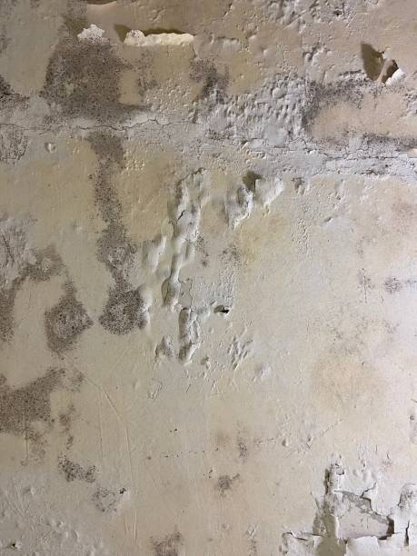Best Toxic Mold Removal  in Huntington, TX