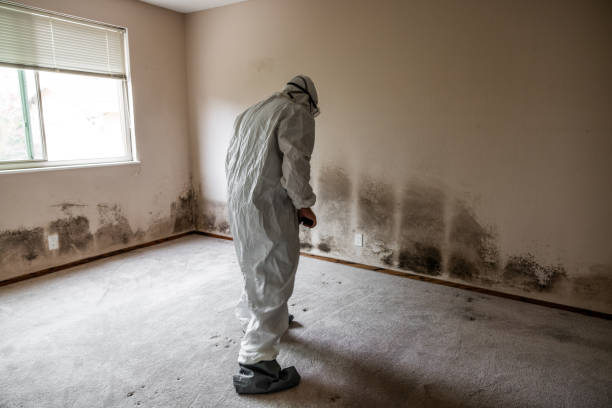 Best Residential Mold Removal  in Huntington, TX