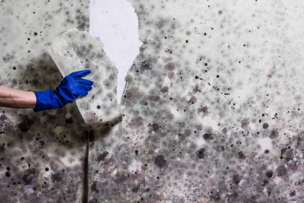 Best Mold Cleaning Services  in Huntington, TX