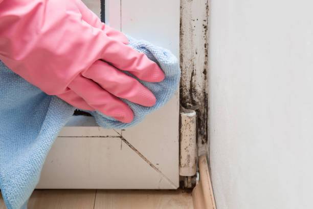 Huntington, TX Mold Removal Company