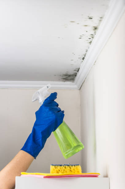 Best Local Mold Removal Service  in Huntington, TX